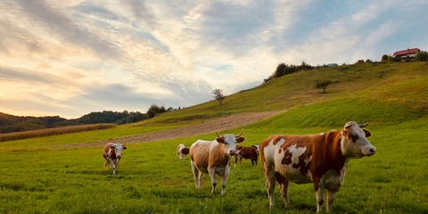 Cover photo for Grazing Lands Conservation Initiative